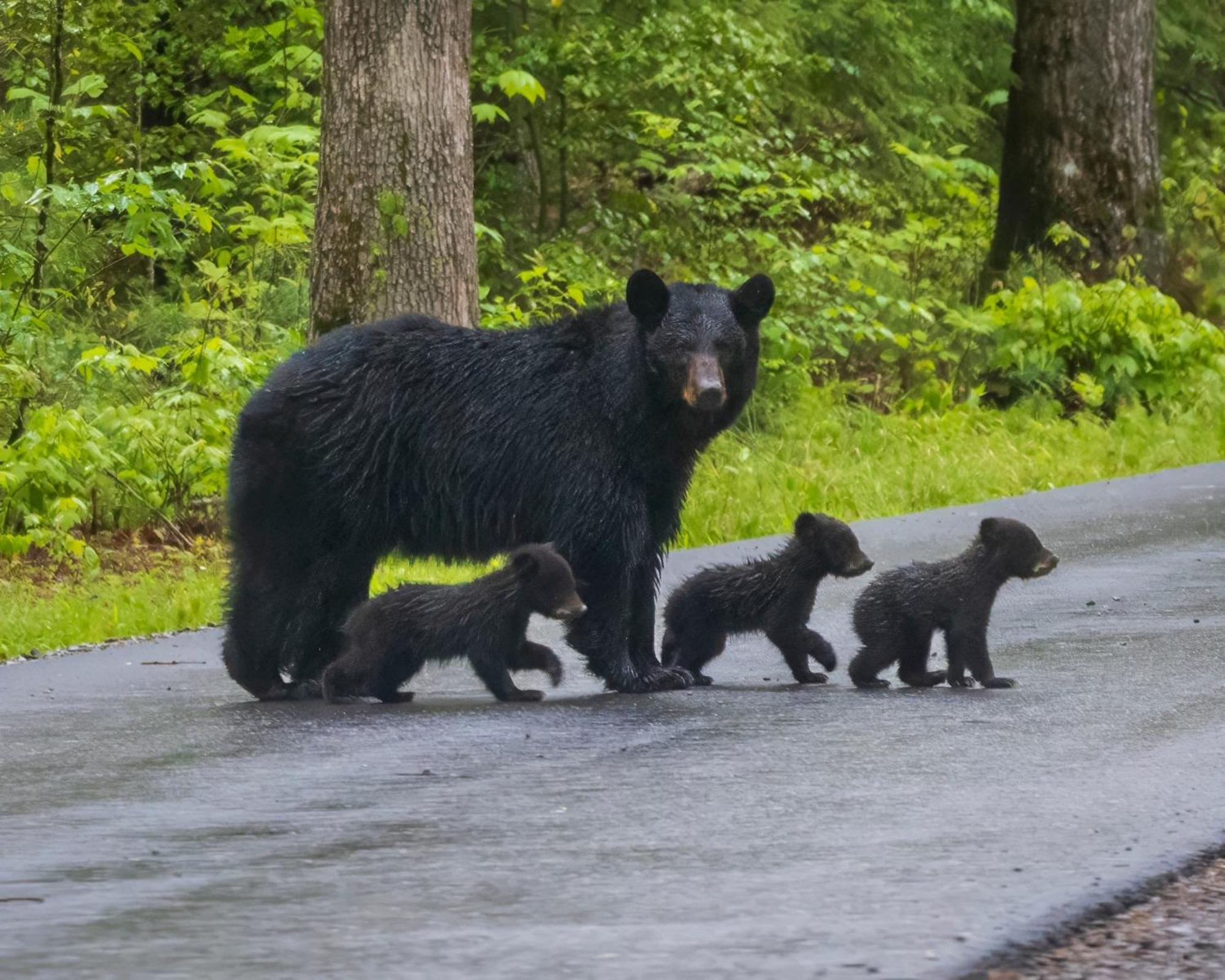 Four Bears Den, Hot Tub, 1089 Of Free Attraction Tickets For Each Paid Day, Dollywood And More ガトリンバーグ エクステリア 写真